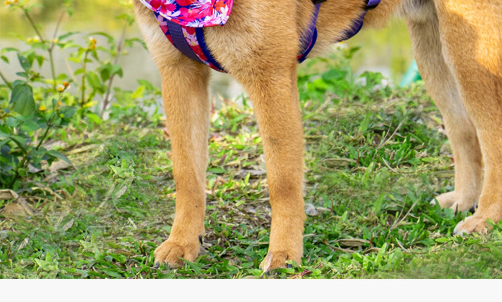 Pet Dog Harness Adjustable Chest Harness For Small  Medium Large Dogs Teddy Chihuahua Pet Supplies （S has no handle））
