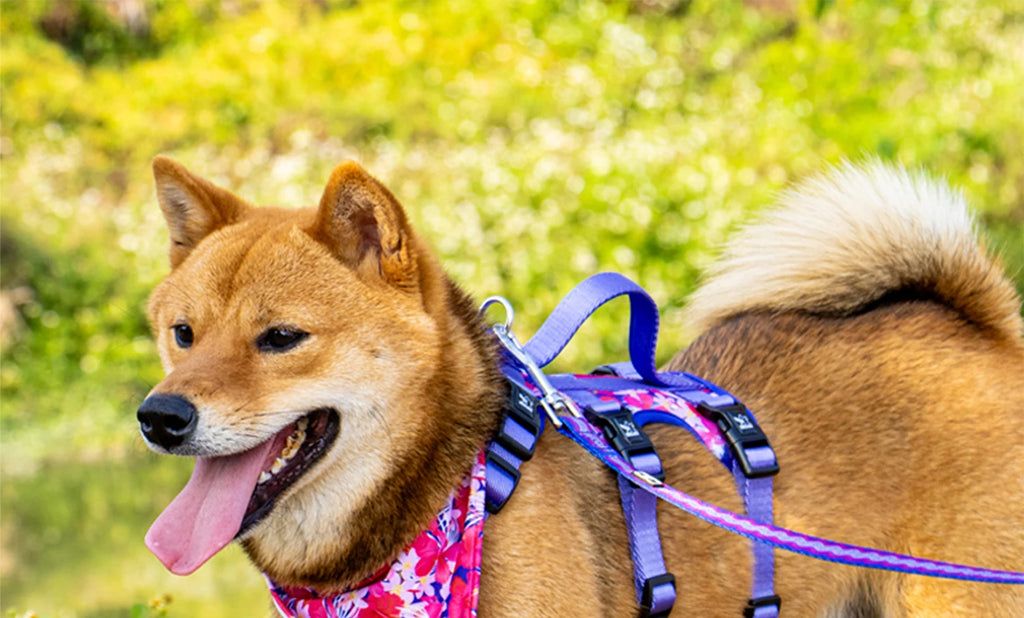 Pet Dog Harness Adjustable Chest Harness For Small  Medium Large Dogs Teddy Chihuahua Pet Supplies （S has no handle））