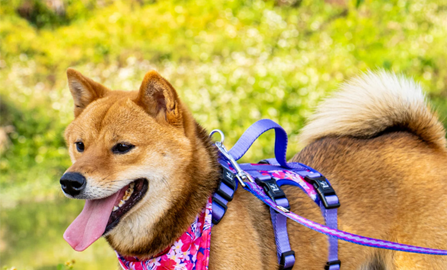 Pet Dog Harness Adjustable Chest Harness For Small  Medium Large Dogs Teddy Chihuahua Pet Supplies （S has no handle））