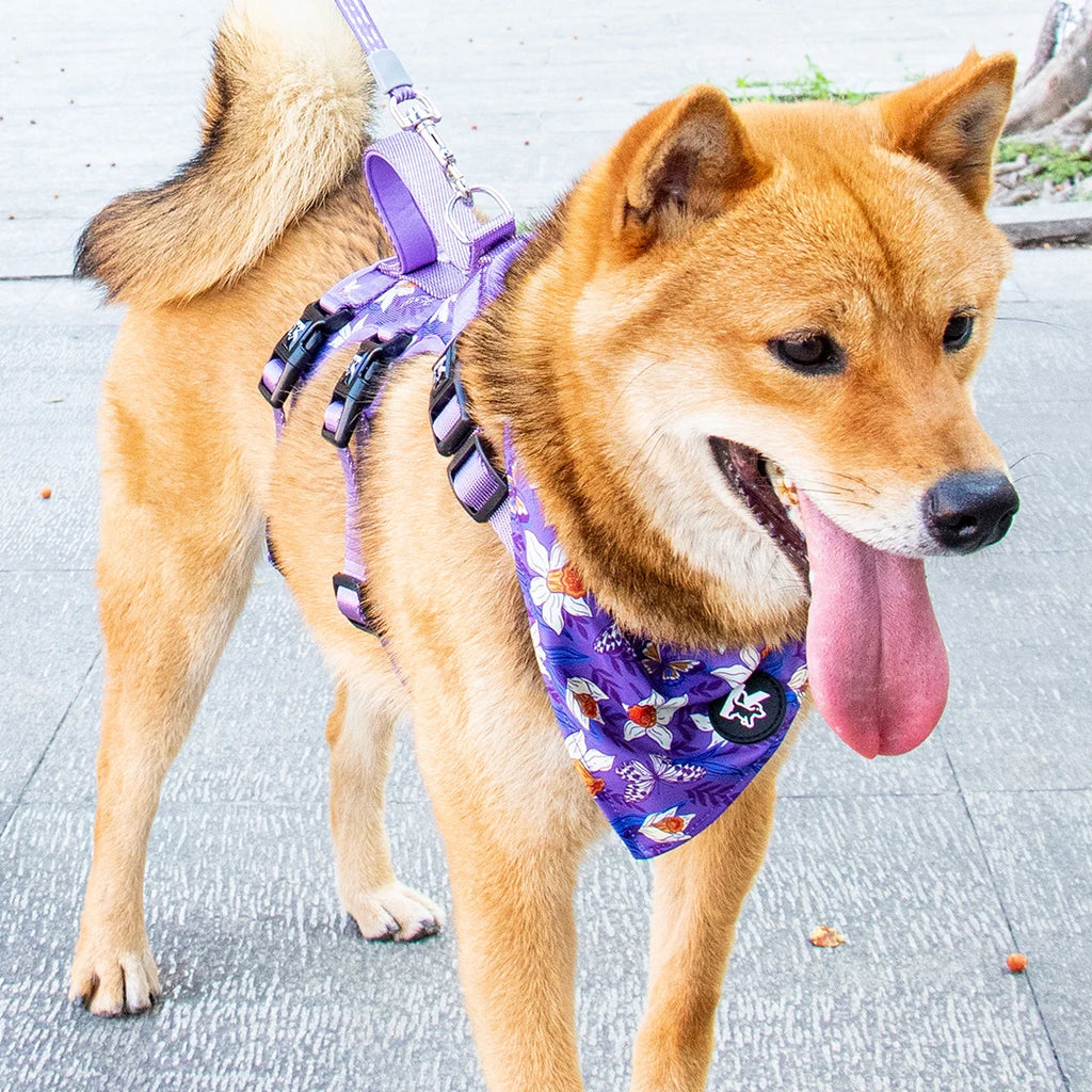 Pet Dog Harness Adjustable Chest Harness For Small  Medium Large Dogs Teddy Chihuahua Pet Supplies （S has no handle））